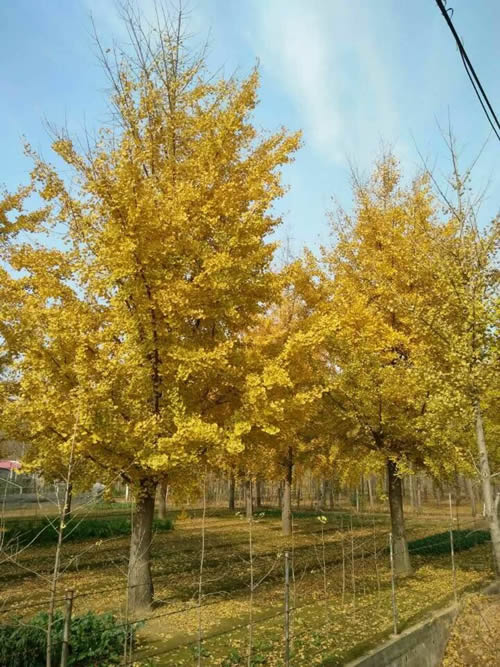 银杏树苗最新价格概览，市场走势与选购指南