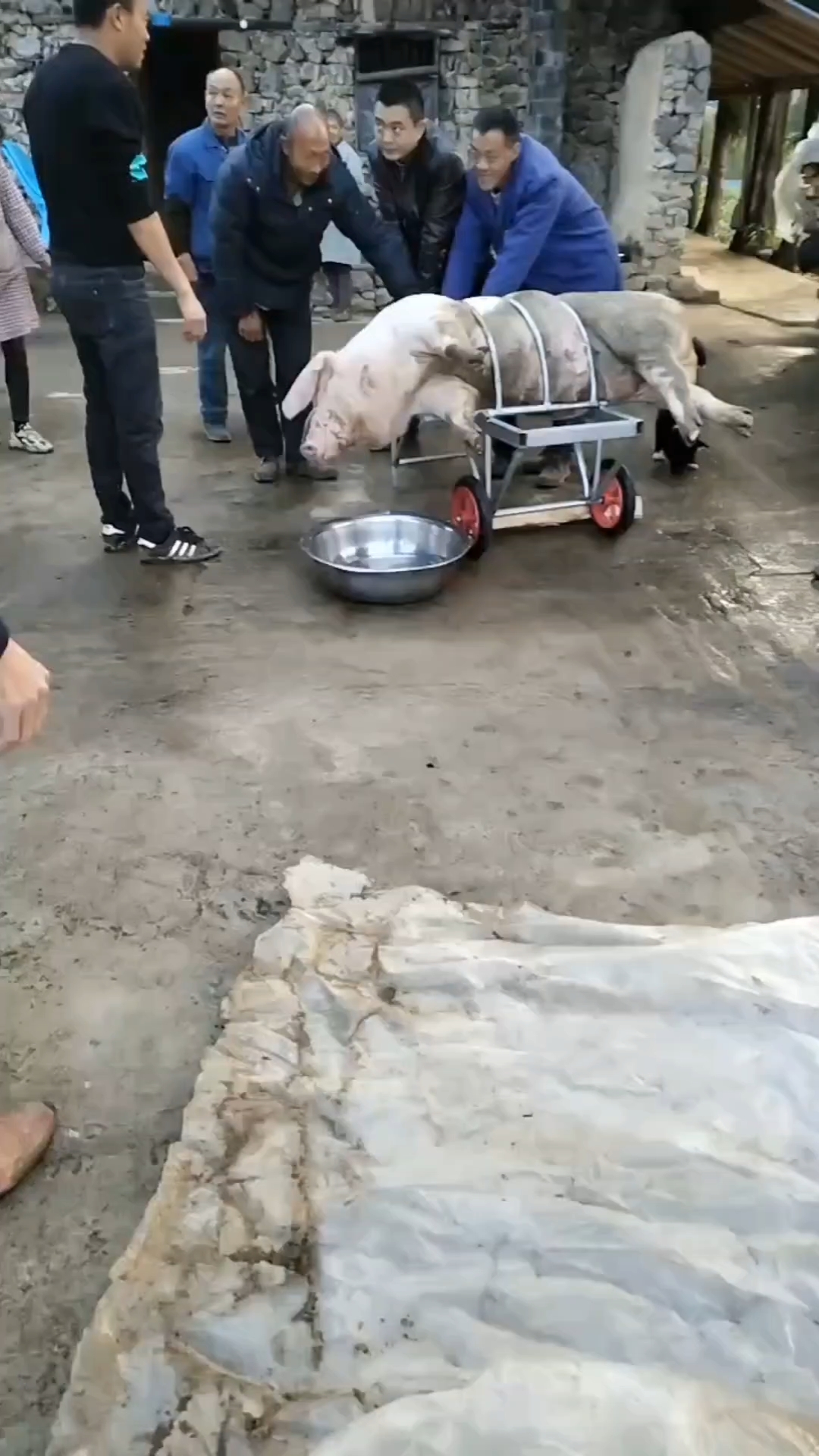 最新杀猪架揭秘，小巷中的美食宝藏探索