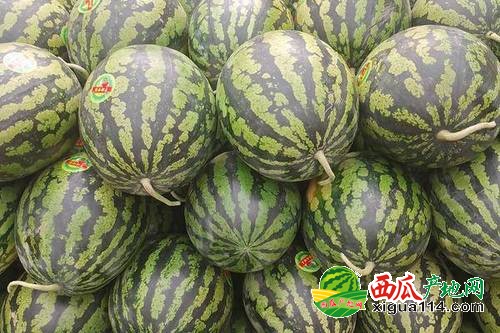 河北西瓜最新行情解析，价格获取与解读指南