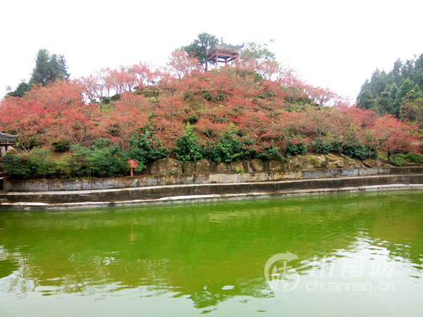 巴南五洲园红叶，自然之旅，探寻内心宁静与平和的胜地